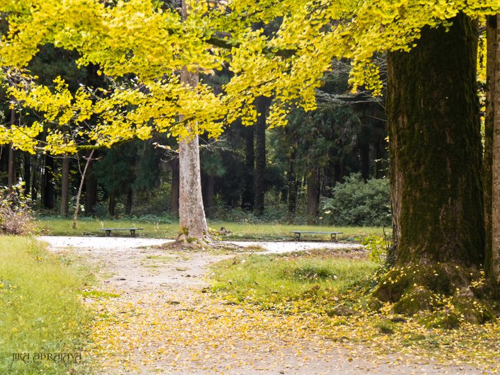 Zugdidi Botanical Garden