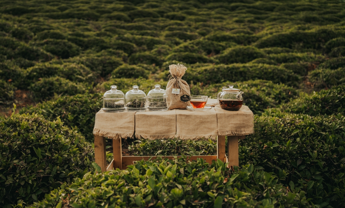 Tea Factory in Didi Tchkoni